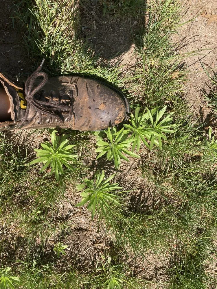 Professional landscape design in Springfield, MA by Weed Man