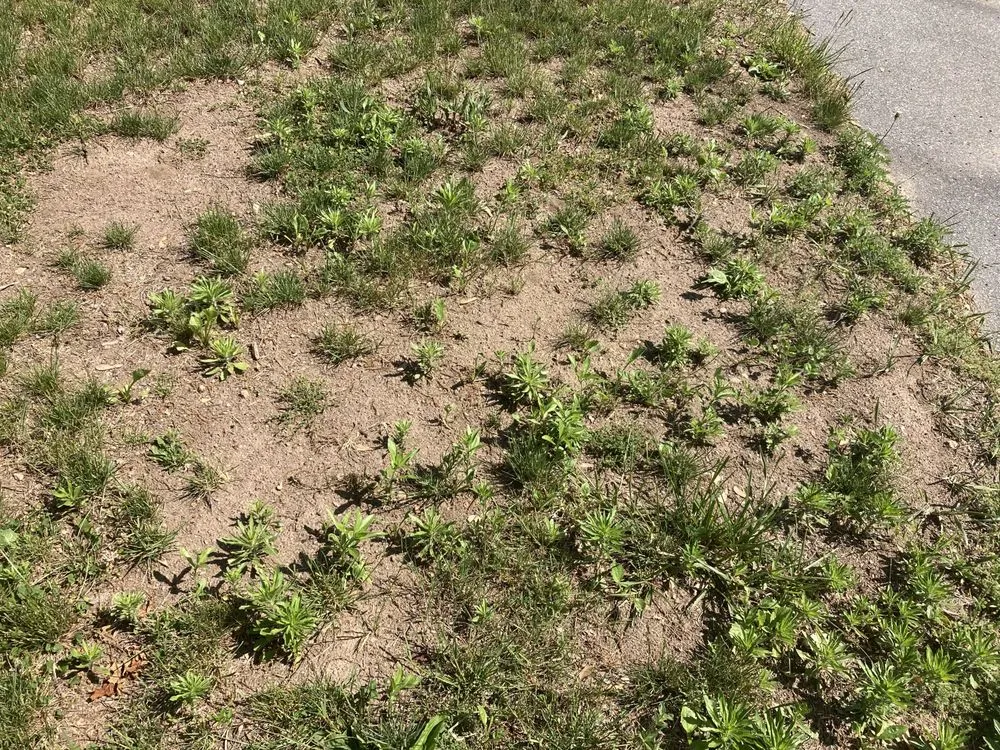 Professional landscaping services in Springfield, MA by Weed Man