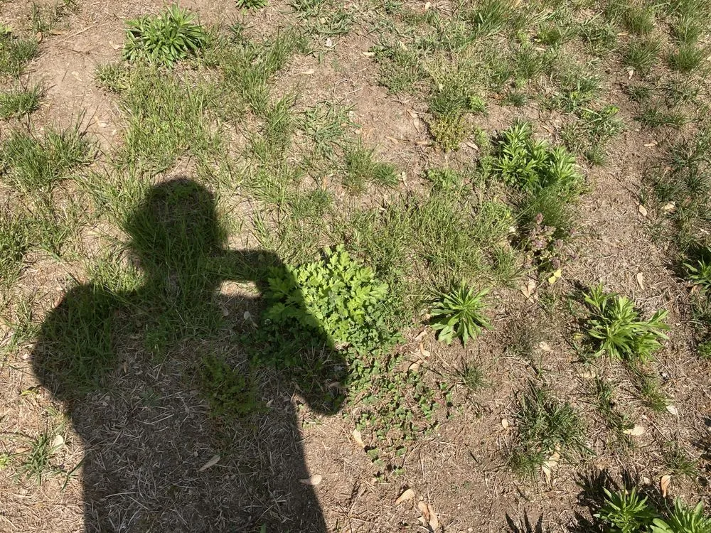 Professional lawn care service for year-round maintenance in Springfield, MA by Weed Man