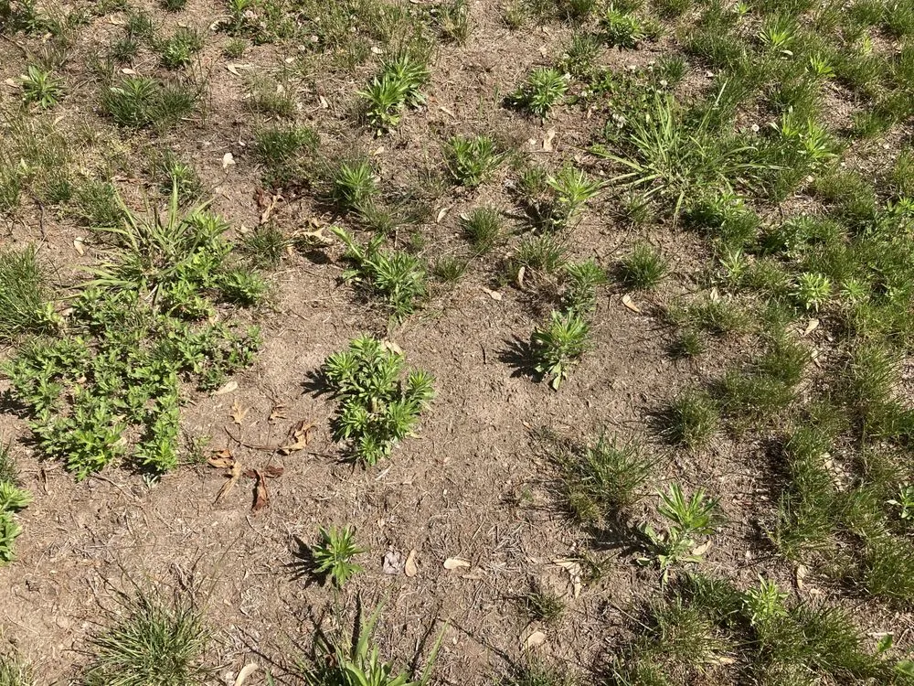 Affordable yard cleanup service with custom design across Springfield, MA - Weed Man