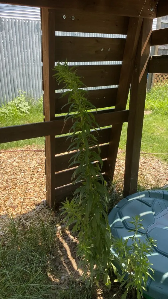 Expert yard maintenance in Springfield, MA - Weed Man