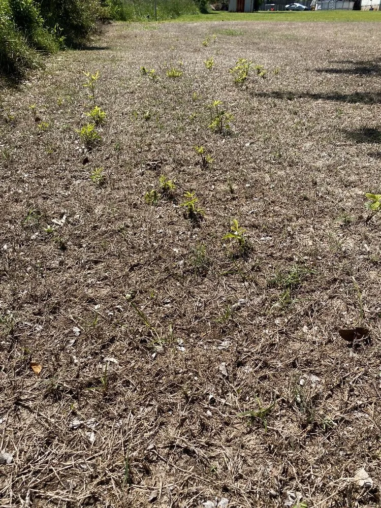 Custom yard maintenance for year-round maintenance in Warner Robins, GA by Weed Man