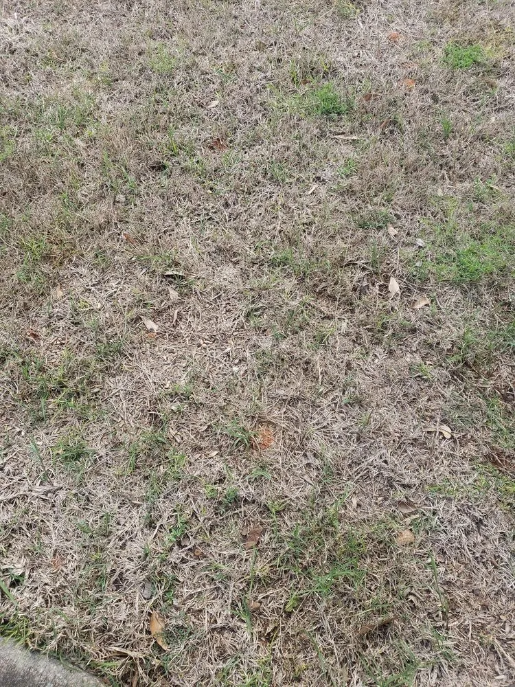 Professional yard cleanup service in Warner Robins, GA by Weed Man