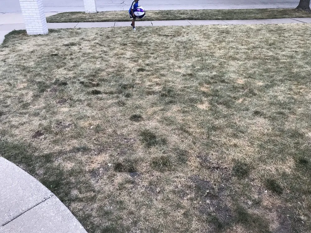 Top-rated yard cleanup service for year-round maintenance in Wheeling, IL by Weed Man