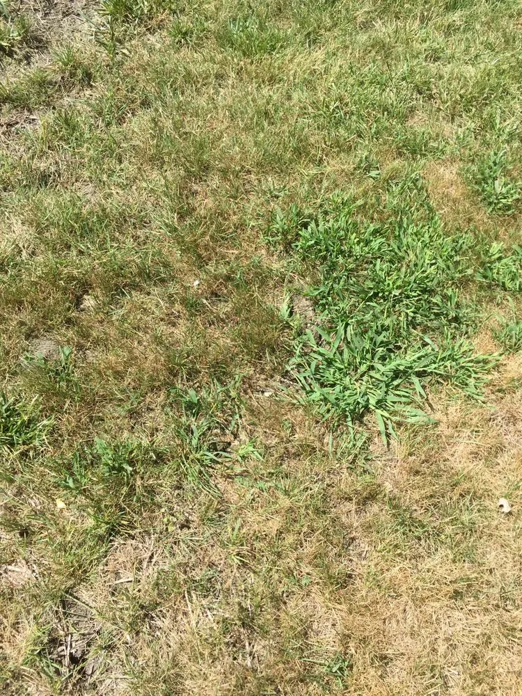 Expert garden landscaping experts serving Wheeling, IL - Weed Man