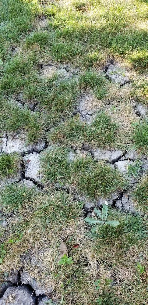 Affordable lawn care service for residential properties across Wheeling, IL - Weed Man