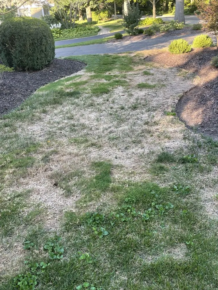 Reliable yard cleanup service in Wheeling, IL - Weed Man