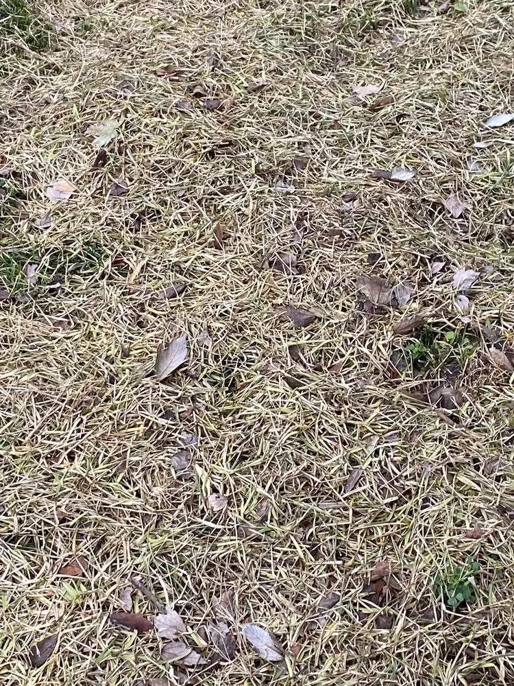 Top-rated lawn mowing service for residential properties across Whitehouse, TX - Weed Man