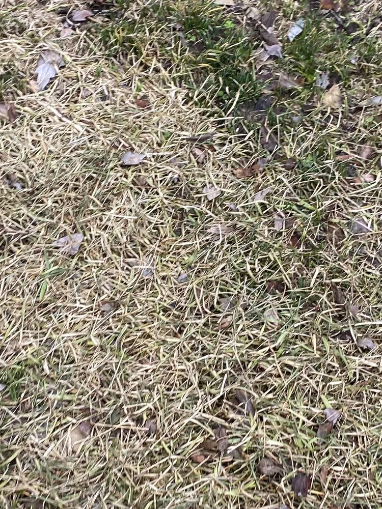 Local residential landscaping for residential properties across Whitehouse, TX - Weed Man