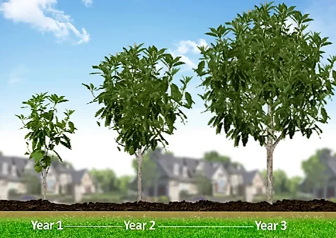 Custom yard maintenance for year-round maintenance across Nanuet, NY - Weed Patrol