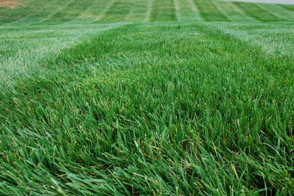 Expert landscape installation in Alpharetta, GA by Weed Pro