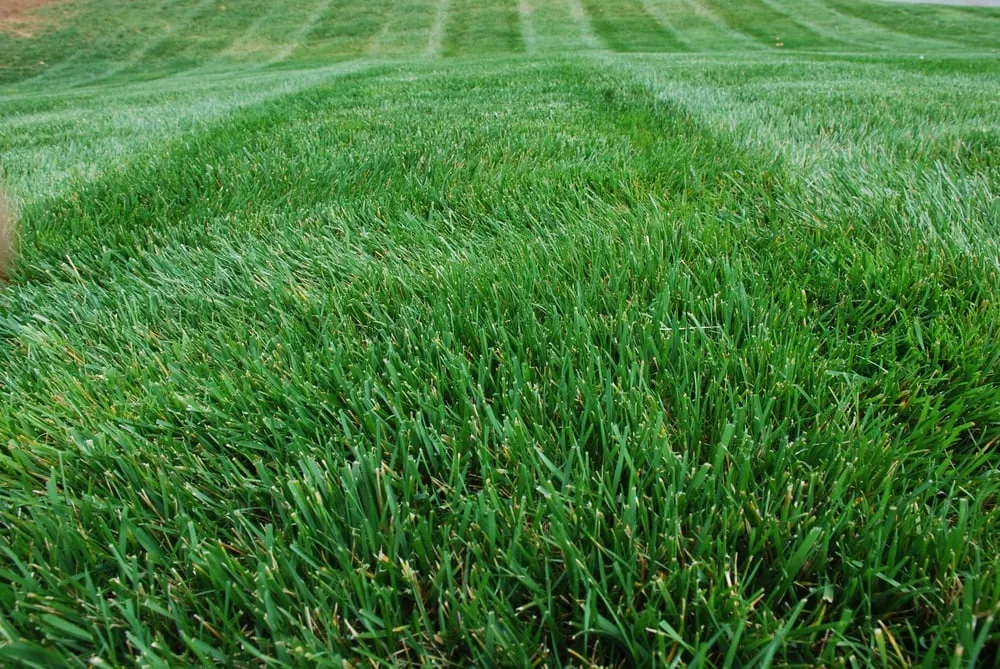 Reliable lawn care service experts serving Alpharetta, GA - Weed Pro