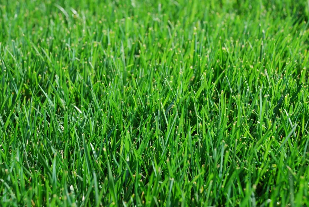 Local lawn care service in Alpharetta, GA - Weed Pro