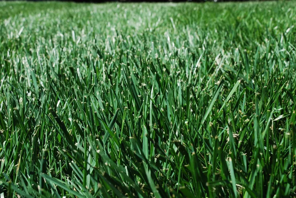 Affordable landscape design experts serving Alpharetta, GA - Weed Pro