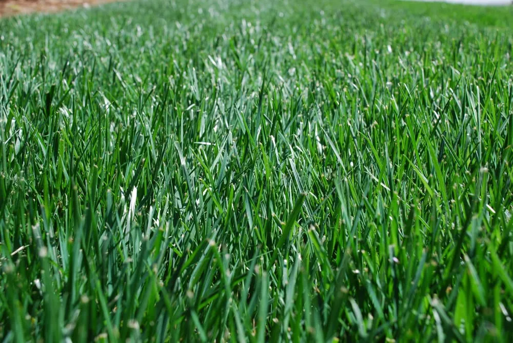 Affordable outdoor landscaping in Alpharetta, GA - Weed Pro