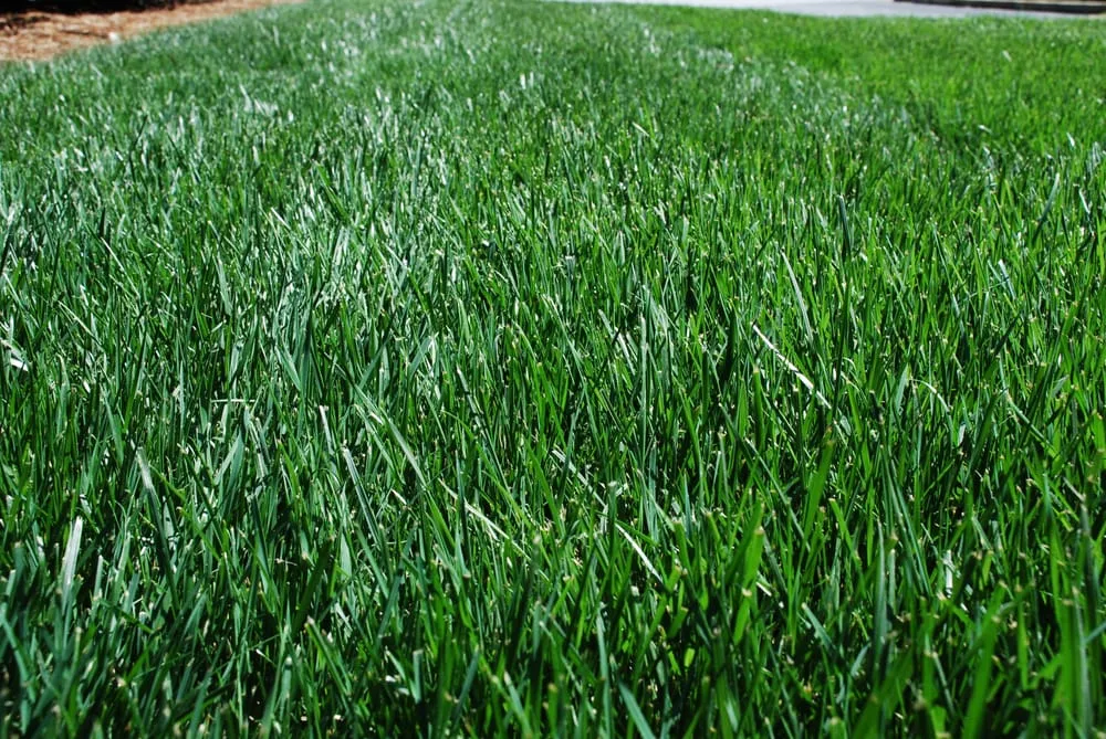 Expert landscape installation for beautiful yards in Alpharetta, GA by Weed Pro