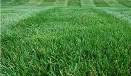 Trusted landscape installation for outdoor upgrades in Cumming, GA by Weed Pro