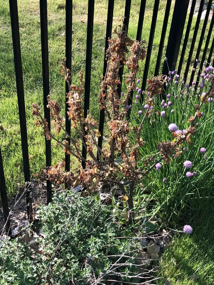 Local yard maintenance in Sheffield Village, OH by Weed Pro Lawn Care