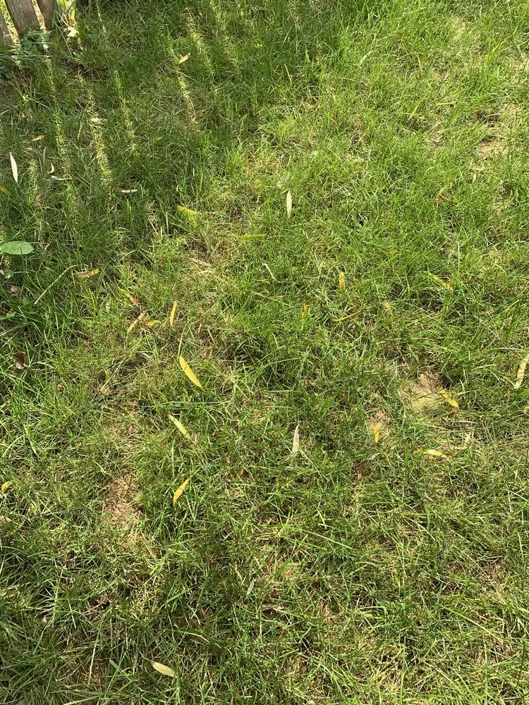 Reliable lawn mowing service experts serving Lewis Center, OH - Weed Pro