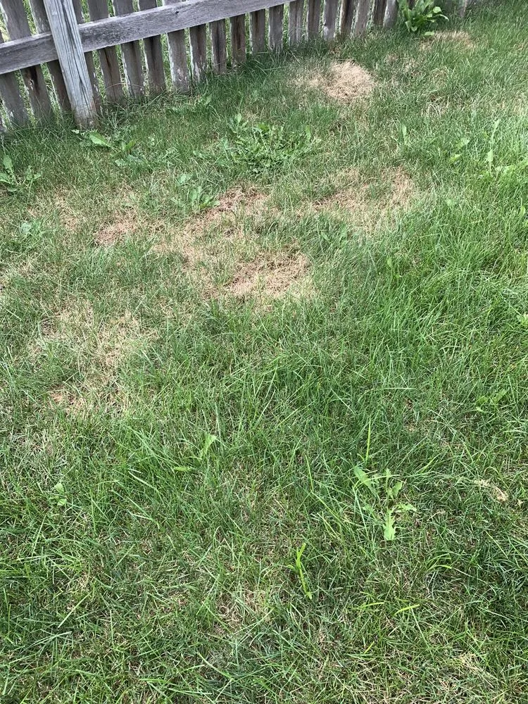 Custom residential landscaping in Lewis Center, OH by Weed Pro