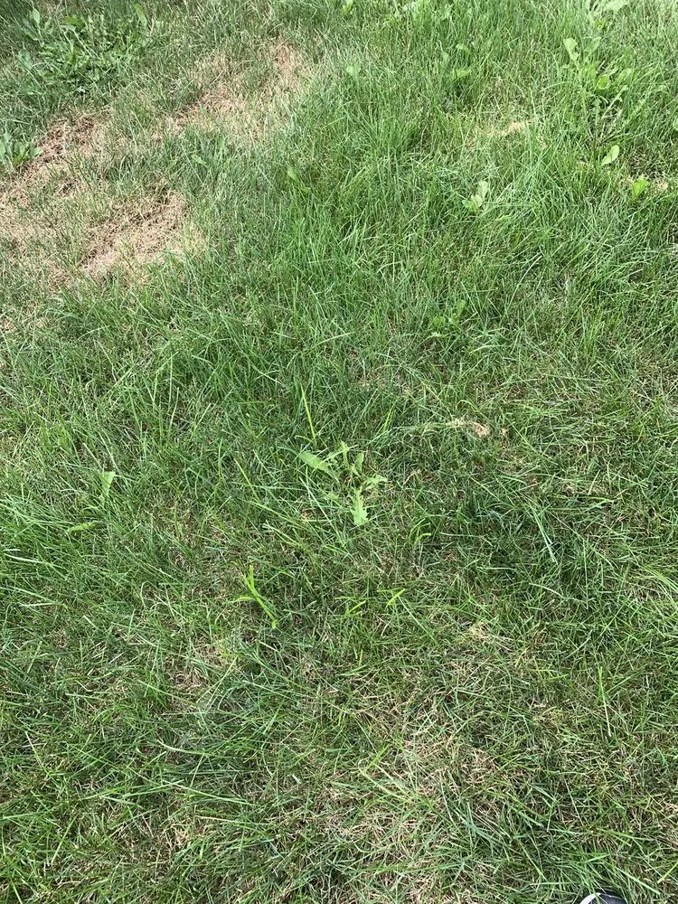 Trusted outdoor landscaping in Lewis Center, OH - Weed Pro