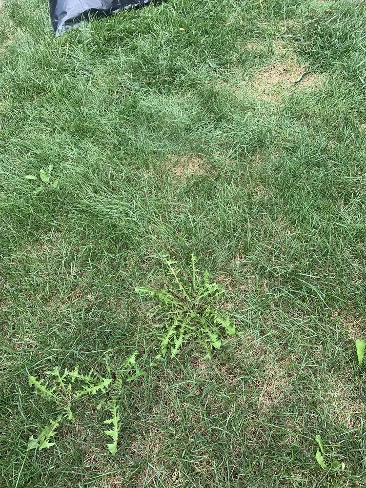 Affordable residential landscaping in Lewis Center, OH by Weed Pro