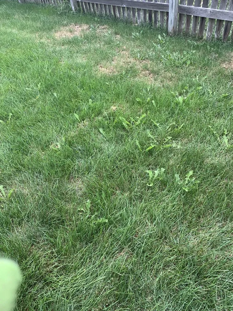 Reliable landscape installation experts serving Lewis Center, OH - Weed Pro