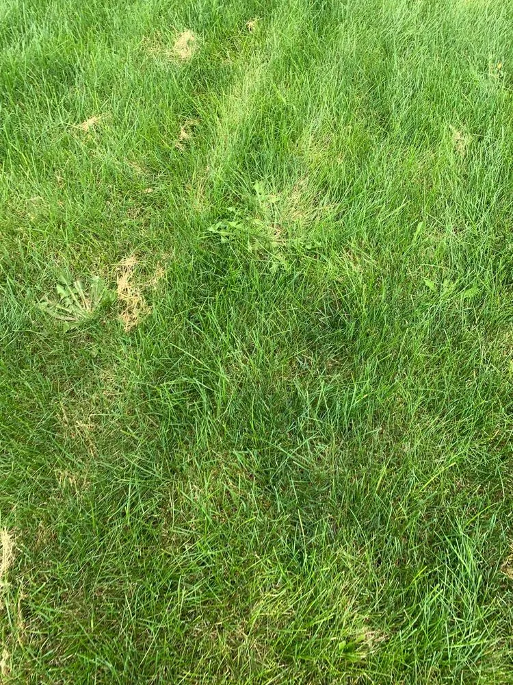 Top-rated landscape installation in Lewis Center, OH by Weed Pro