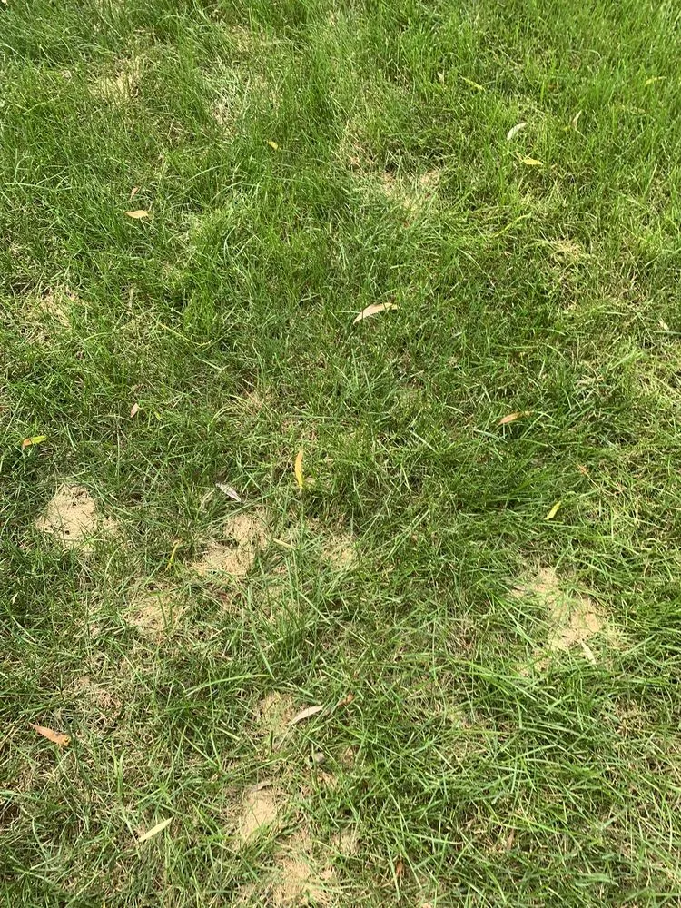 Trusted garden landscaping for homes across Lewis Center, OH - Weed Pro