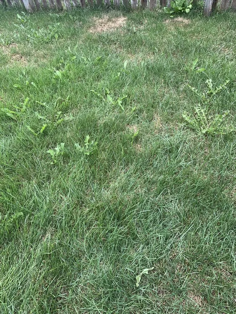 Top-rated garden landscaping experts serving Lewis Center, OH - Weed Pro