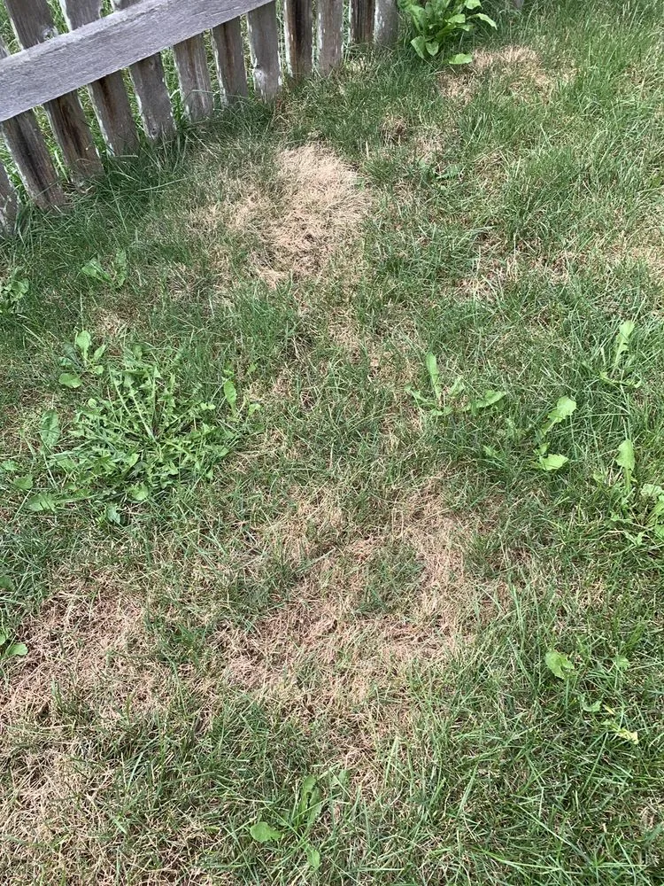 Trusted landscaping services in Lewis Center, OH - Weed Pro