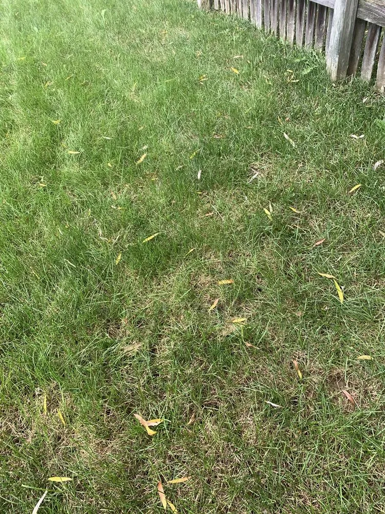 Professional lawn care service for homes in Lewis Center, OH by Weed Pro