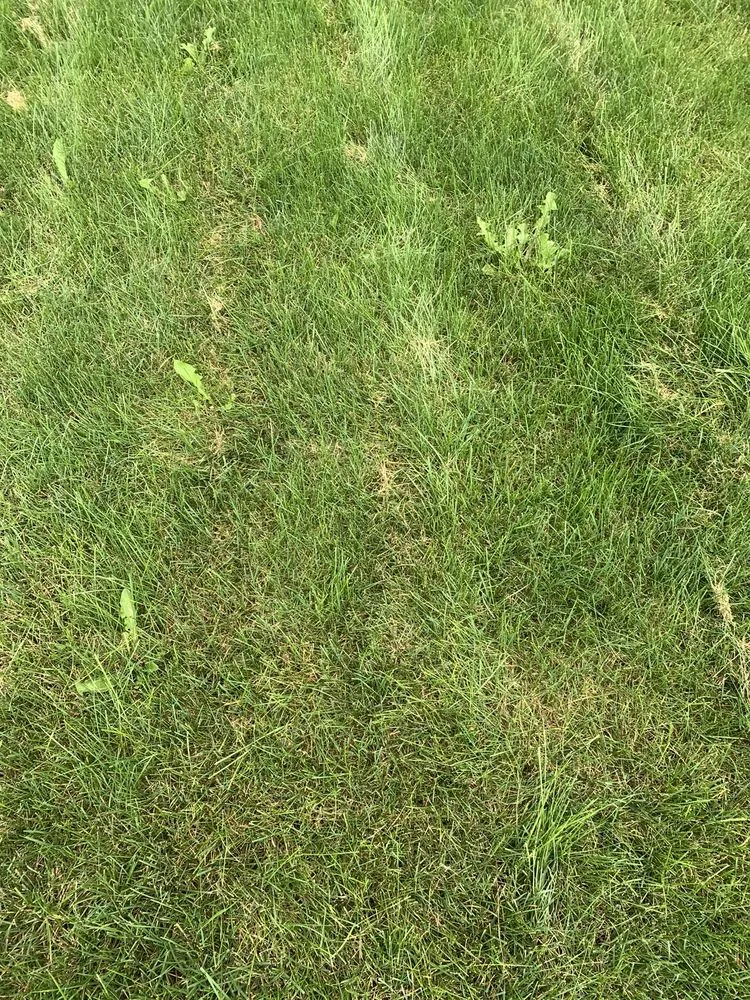 Custom lawn care service in Lewis Center, OH by Weed Pro