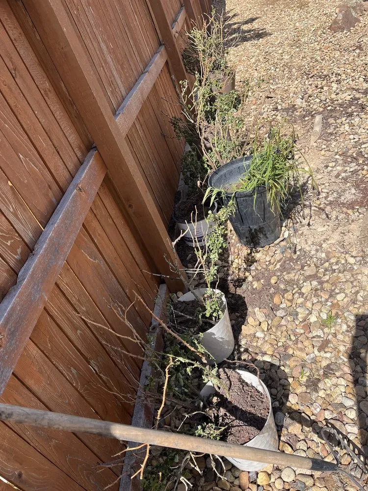 Trusted lawn mowing service experts serving Parker, CO - Weed Warriors No Weed Left Behind