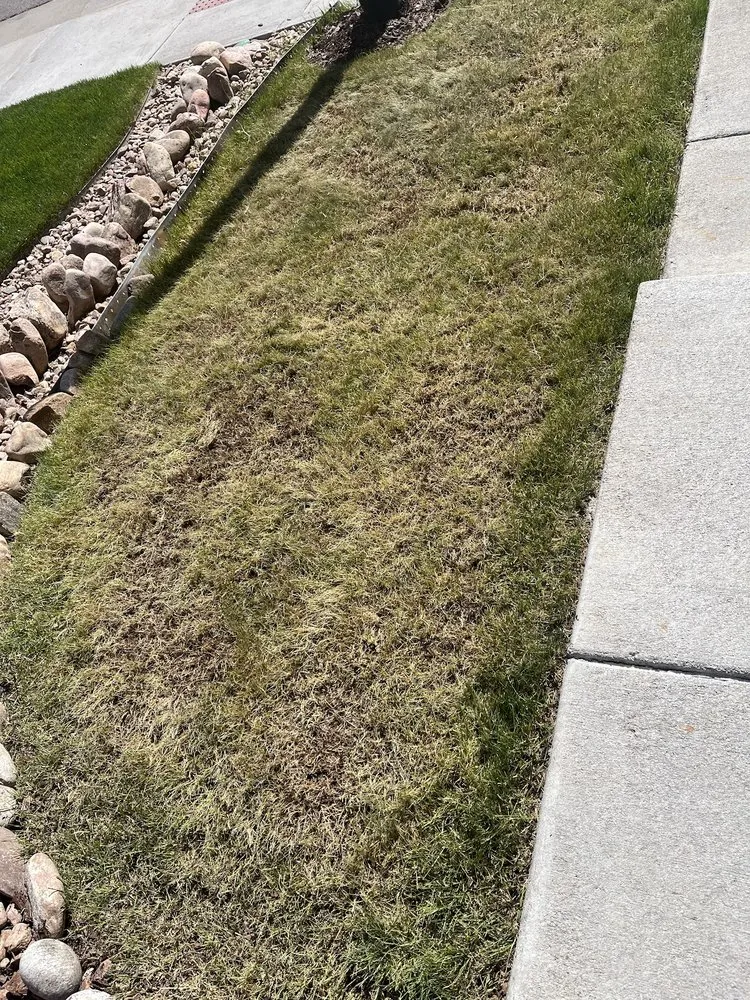 Reliable lawn mowing service in Parker, CO - Weed Warriors No Weed Left Behind