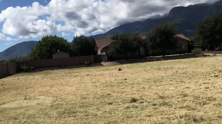 Reliable outdoor landscaping in Sierra Vista, AZ by Weed Whippin Widow