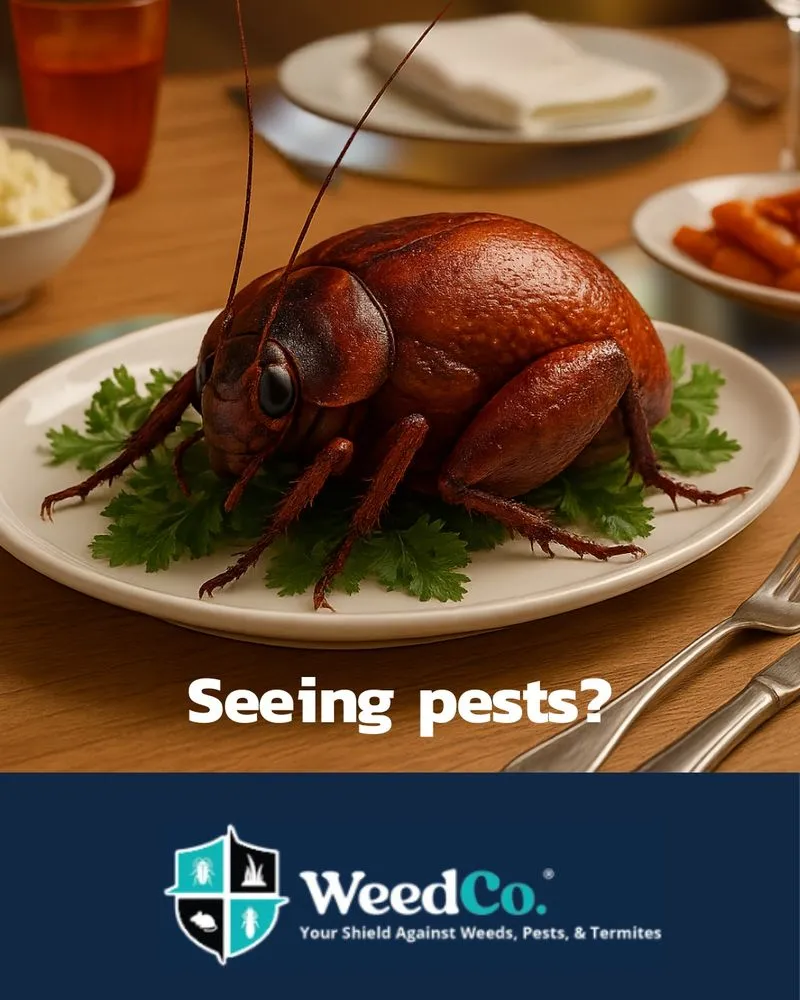 Trusted lawn care service near you across Tucson, AZ - WeedCo