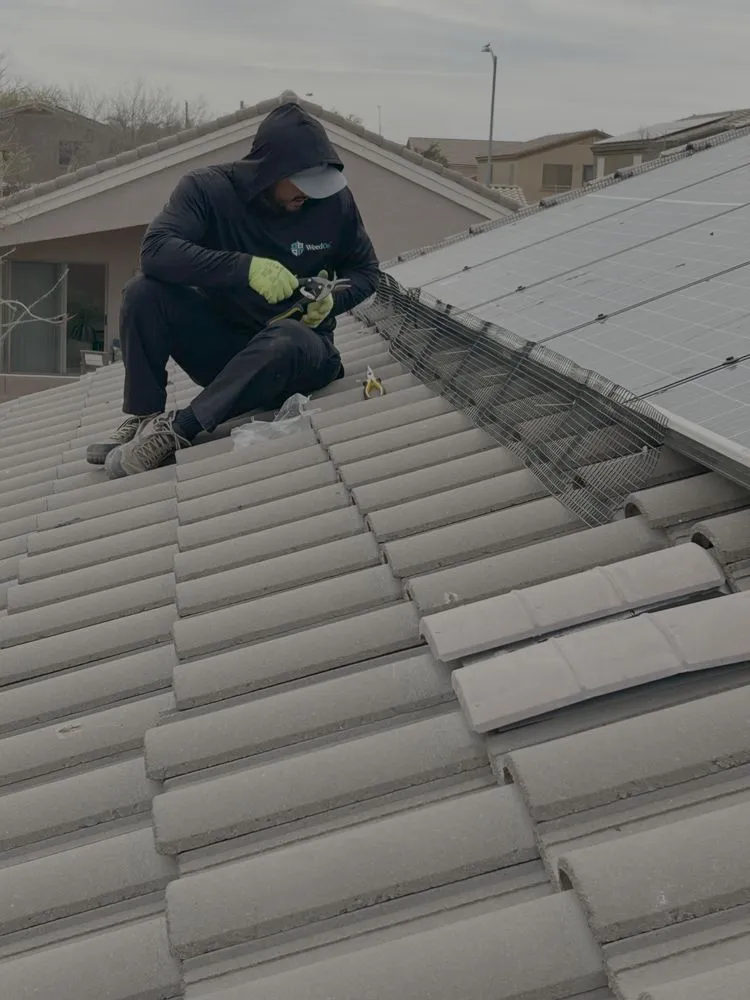 Professional yard cleanup service in Tucson, AZ - WeedCo