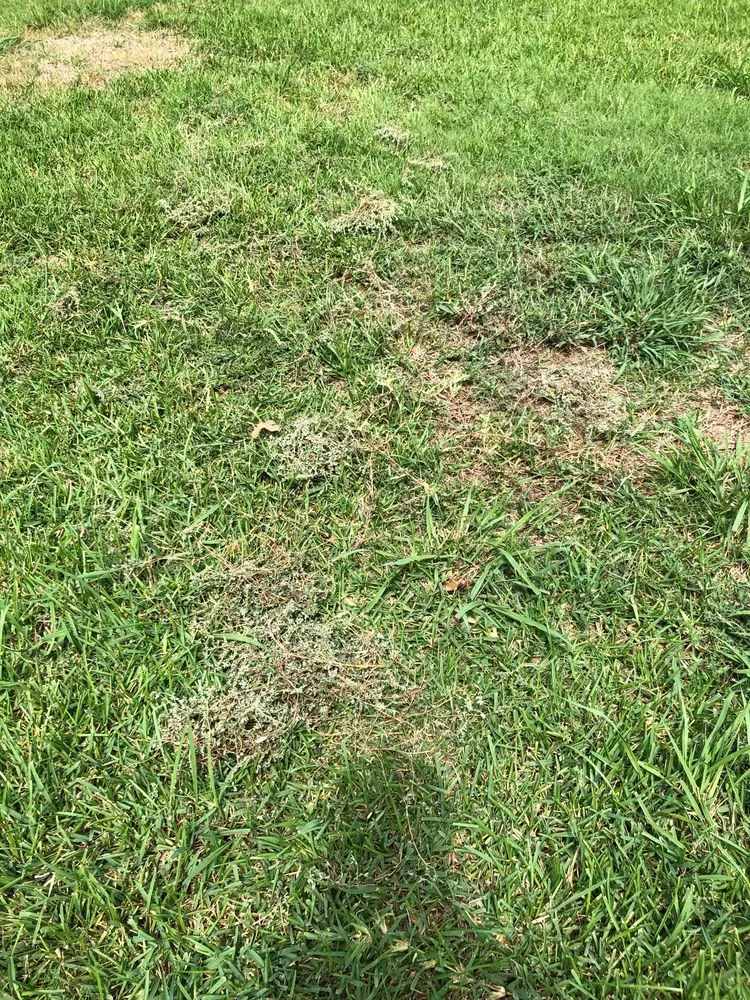 Trusted outdoor landscaping in Lewisville, TX by Weedex Lawn Care