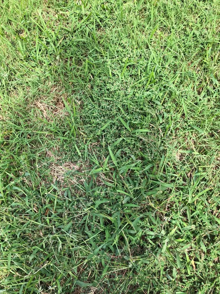 Trusted landscape installation in Lewisville, TX by Weedex Lawn Care