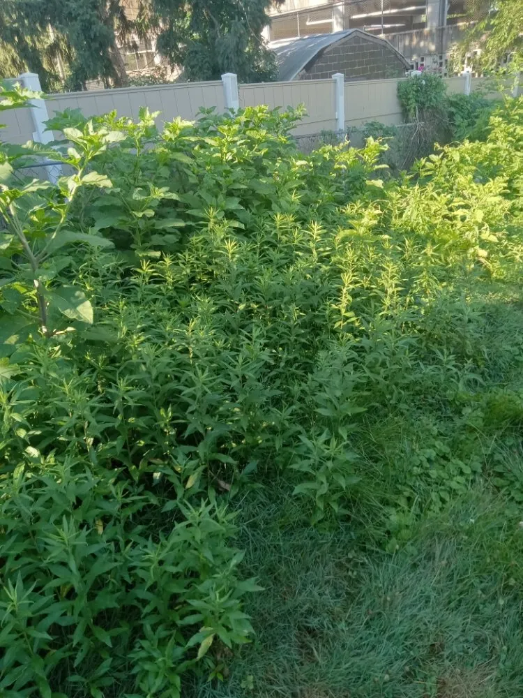 Top-rated landscape design for residential properties in Harrisburg, PA by Weedon and sons all seasons landscaping & more