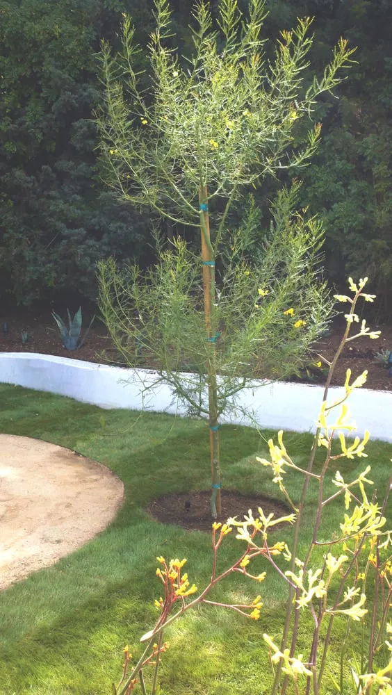 Professional lawn care service experts serving Los Angeles, CA - Weeds Garden & Interior Design