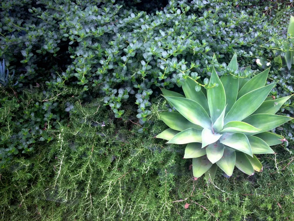 Expert landscaping services in Los Angeles, CA by Weeds Garden & Interior Design