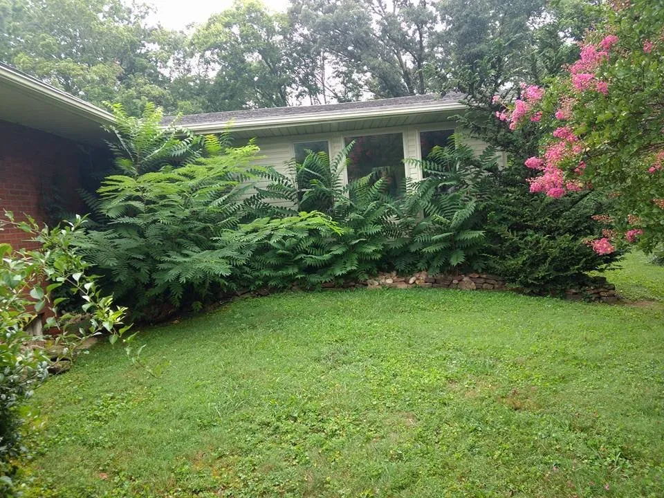 Affordable yard cleanup service experts serving Morristown, TN - Weeds-N-Things