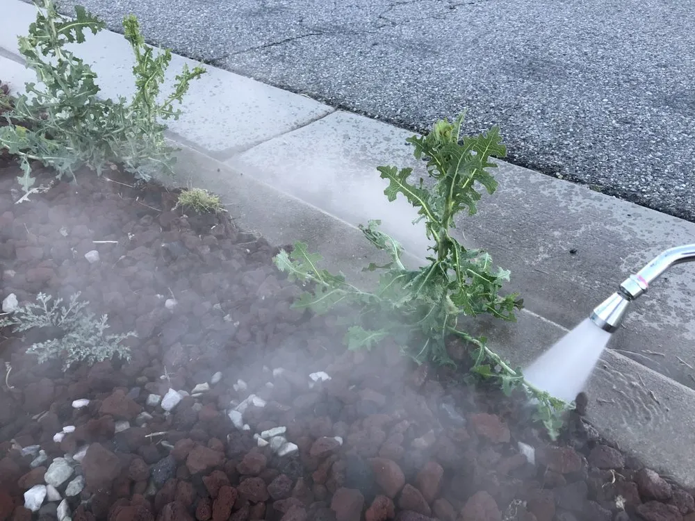 Custom landscape design for year-round maintenance across Aspen, CO - Weedsteam