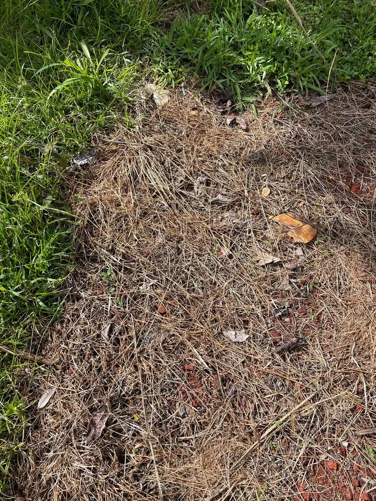 Affordable lawn mowing service for homes across Paia, HI - Weedsteam Hawai'i