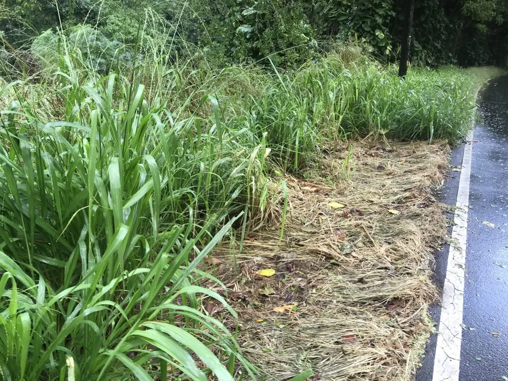 Local landscaping services with custom design across Paia, HI - Weedsteam Hawai'i