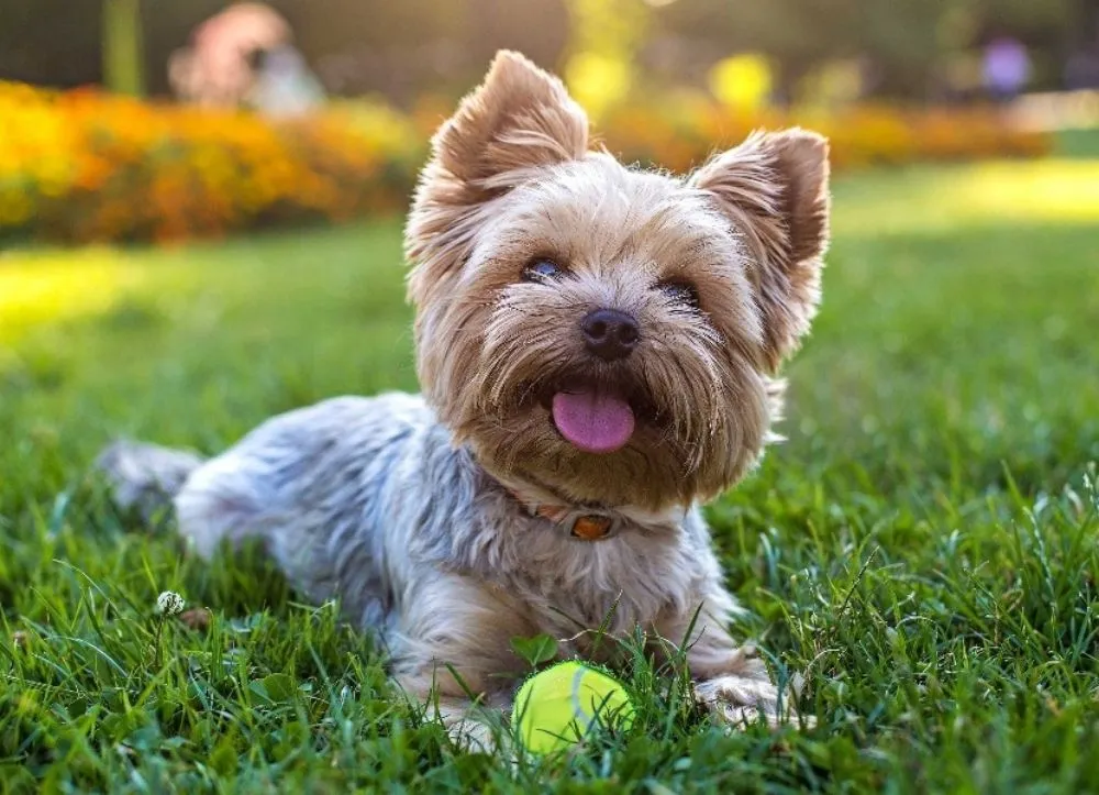 Top-rated garden landscaping experts serving West Chester, PA - WeedX Fertilizing