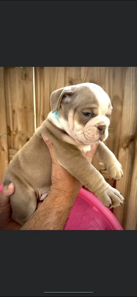 Professional yard maintenance in Pompano Beach, FL by Weekly DooDoo