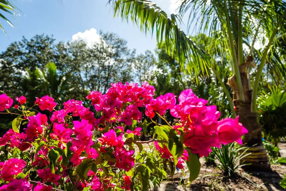 Trusted yard cleanup service in Fort Myers, FL by Weeks Landscaping Of Ft Myers